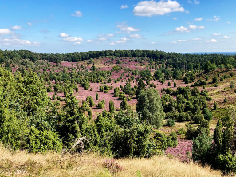 Blick über eine blühende Heidelandschaft mit Wacholder am Wilseder Berg in der Lüneburger Heide